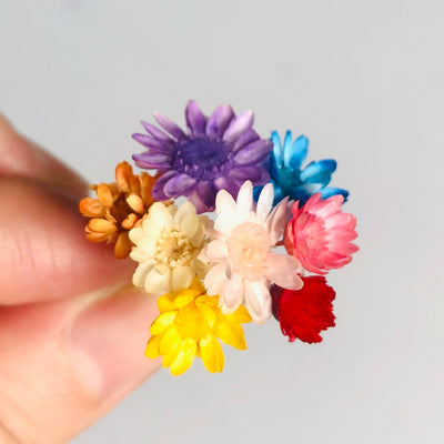 $10 for 2 Deal Preserved Mini Star Daisy - Japan